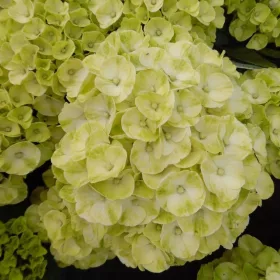 Kerti Hortenzia " Caipirinha" - Hydrangea macrophylla