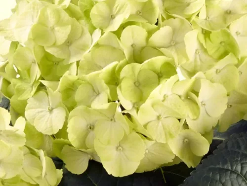 Kerti Hortenzia " Caipirinha" - Hydrangea macrophylla
