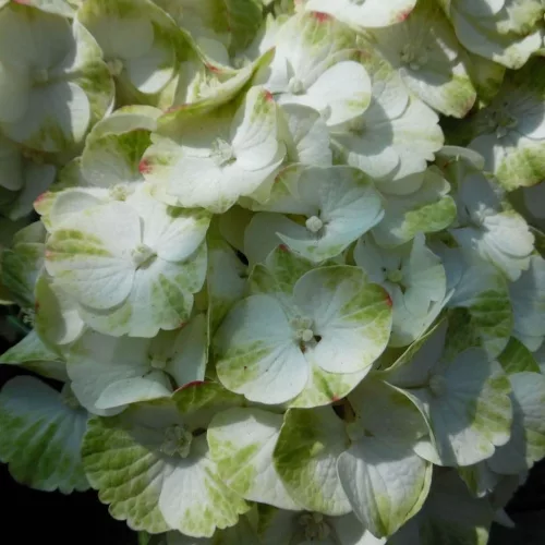 Kerti Hortenzia " Caipirinha" - Hydrangea macrophylla