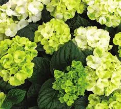 Kerti Hortenzia " Caipirinha" - Hydrangea macrophylla