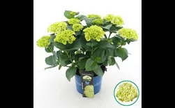 Kerti Hortenzia " Caipirinha" - Hydrangea macrophylla
