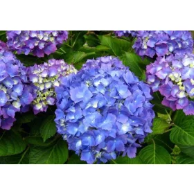 Kerti Hortenzia " Tevere" - Hydrangea macrophylla