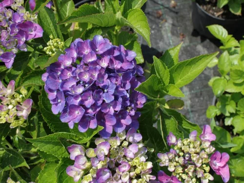 Kerti Hortenzia " Tevere" - Hydrangea macrophylla