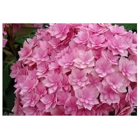   Kerti Hortenzia " Expression" - Hydrangea macrophylla