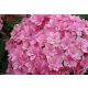 Kerti Hortenzia " Expression" - Hydrangea macrophylla