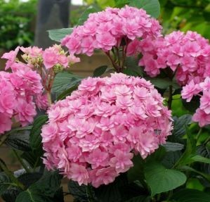 Kerti Hortenzia " Expression" - Hydrangea macrophylla
