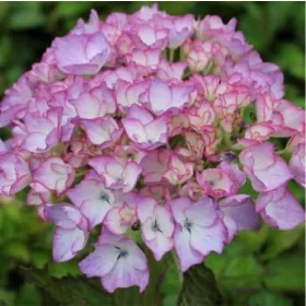 Kerti Hortenzia " Stella" - Hydrangea macrophylla