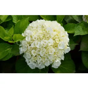 Kerti Hortenzia " Wudu" - Hydrangea macrophylla