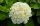 Kerti Hortenzia " Wudu" - Hydrangea macrophylla