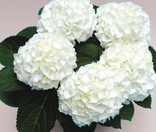 Kerti Hortenzia " Wudu" - Hydrangea macrophylla