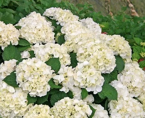 Kerti Hortenzia " Wudu" - Hydrangea macrophylla