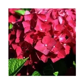 Kerti Hortenzia " Piros" - Hydrangea macrophylla