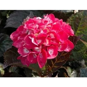   Kerti Hortenzia " Mervieille Sanguine" - Hydrangea macrophylla