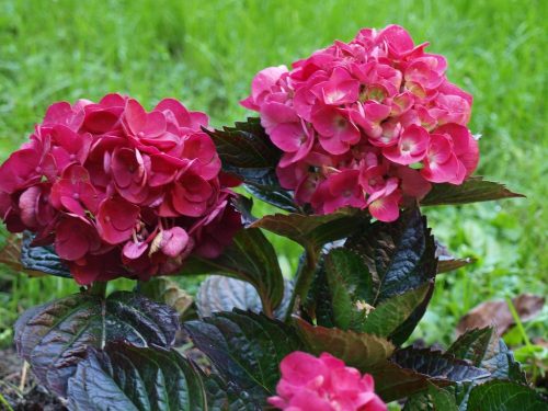 Kerti Hortenzia " Mervieille Sanguine" - Hydrangea macrophylla