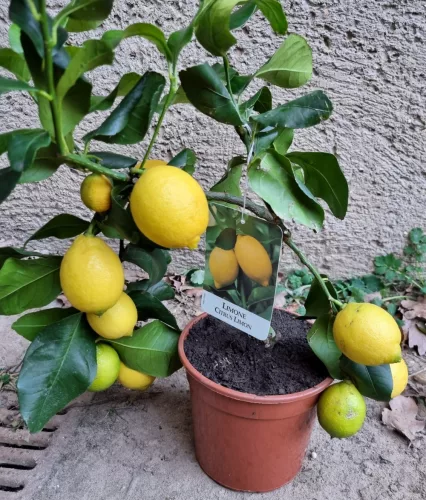 Termő törzses citromfa 30-40 cm