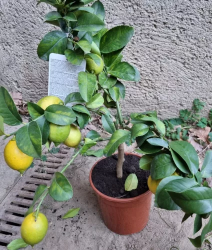 Termő törzses citromfa 30-40 cm