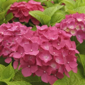 Kerti Hortenzia " Rosita" - Hydrangea macrophylla