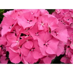Kerti Hortenzia " Masja" - Hydrangea macrophylla