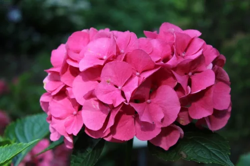 Kerti Hortenzia " Masja" - Hydrangea macrophylla