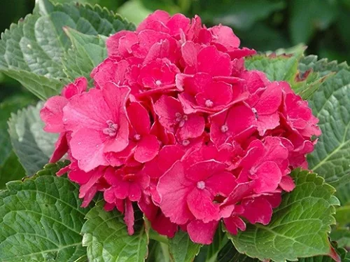 Kerti Hortenzia " Masja" - Hydrangea macrophylla