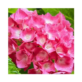   Kerti Hortenzia " King George" - Hydrangea macrophylla