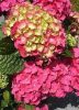 Kerti Hortenzia " King George" - Hydrangea macrophylla