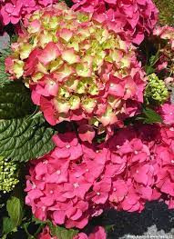 Kerti Hortenzia " King George" - Hydrangea macrophylla