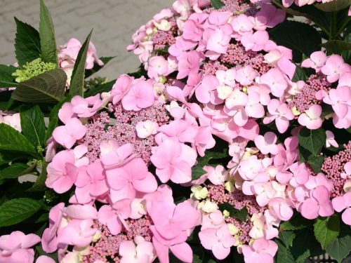 Kerti Hortenzia " Mariesii Perfecta" - Hydrangea macrophylla