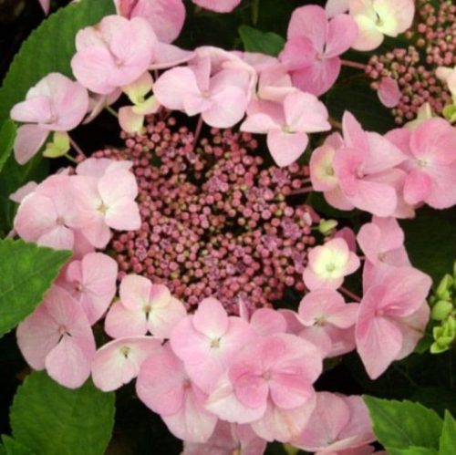 Kerti Hortenzia " Mariesii Perfecta" - Hydrangea macrophylla