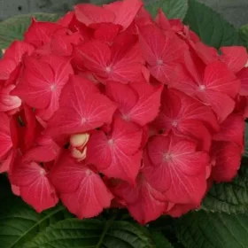 Kerti Hortenzia " Selma" - Hydrangea macrophylla