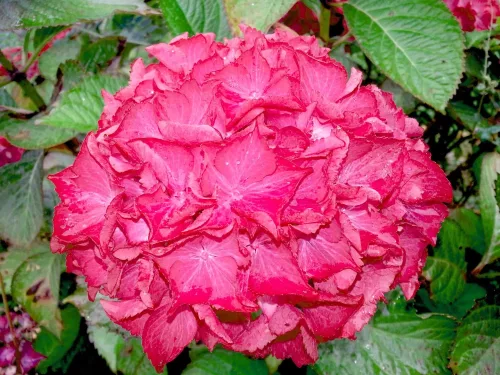 Kerti Hortenzia " Selma" - Hydrangea macrophylla