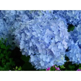   Kerti Hortenzia " Cameroun" - Hydrangea macrophylla