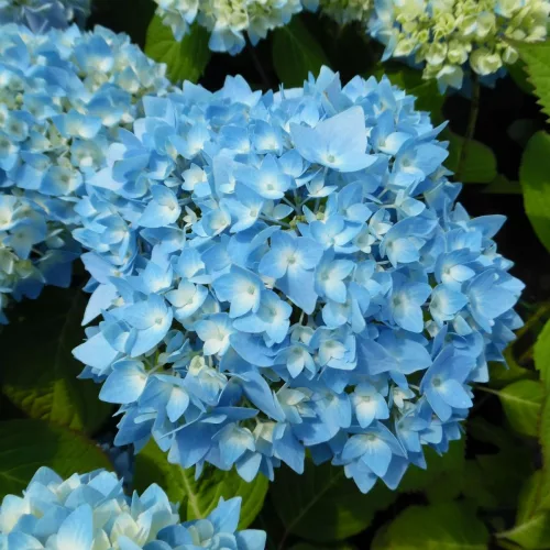 Kerti Hortenzia " Cameroun" - Hydrangea macrophylla