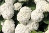 Cserjés Hortenzia " Annabelle" - Hydrangea Arborescens