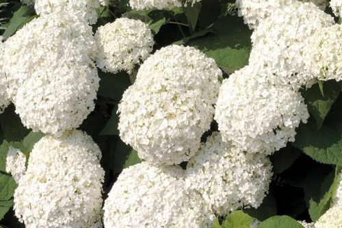 Cserjés Hortenzia " Annabelle" - Hydrangea Arborescens