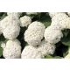 Cserjés Hortenzia " Annabelle" - Hydrangea Arborescens