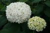 Cserjés Hortenzia " Annabelle" - Hydrangea Arborescens