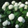 Cserjés Hortenzia " Annabelle" - Hydrangea Arborescens