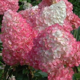   Bugás hortenzia - Hydrangea Paniculata "Vanille Fraise"- 5L