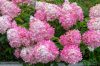 Bugás hortenzia - Hydrangea Paniculata "Vanille Fraise"- 5L