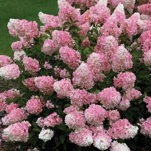 Bugás hortenzia - Hydrangea Paniculata "Vanille Fraise"- 5L