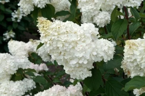 Bugás hortenzia - Hydrangea Paniculata "Vanille Fraise"- 5L