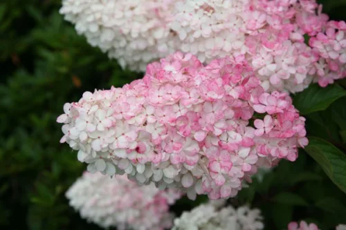 Bugás hortenzia - Hydrangea Paniculata "Vanille Fraise"- 5L