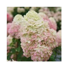   Bugás hortenzia - Hydrangea Paniculata "Limelight"