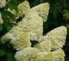 Bugás hortenzia - Hydrangea Paniculata "Limelight"