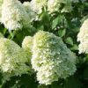 Bugás hortenzia - Hydrangea Paniculata "Limelight"