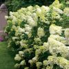 Bugás hortenzia - Hydrangea Paniculata "Limelight"