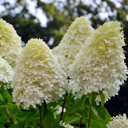 Bugás hortenzia - "Phantom" - Hydrangea Paniculata