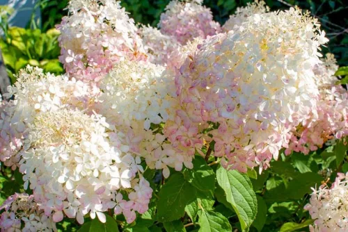 Bugás hortenzia - "Phantom" - Hydrangea Paniculata