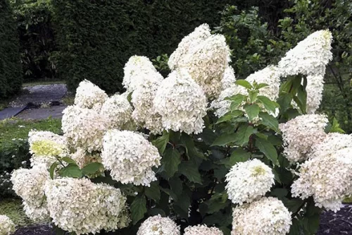 Bugás hortenzia - "Phantom" - Hydrangea Paniculata